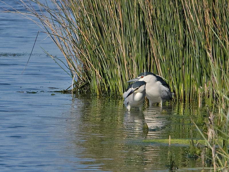 Nycticorax nycticorax Night Heron Kwak